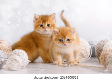 Anak kucing bermain dengan benang. Kucing belang merah kecil sedang bersenang-senang dengan benang wol atau bola-bola di lantai ruangan. Hewan peliharaan bermain-main di bawah sinar matahari sore yang terik.