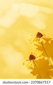 Composición floral otoñal con flores secas Cosmos a la luz del sol, fondo monocromático amarillo. Otoño, concepto de otoño, naturaleza de la estación, naturaleza muerta, flores secas que florecen proyectando sombras, patrón minimalista plano