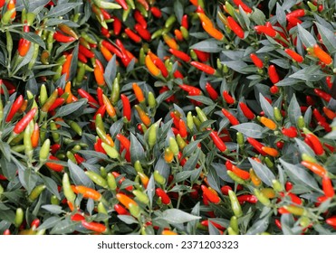 Linda cor vermelha brilhante e minúscula da Pimenta Ornamental 'Demon Red'