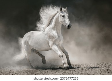 Lindo cavalo branco com crina longa correndo na poeira do deserto