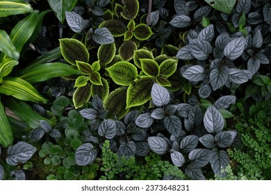Lush Green Haven: D'Flora vum Dschungel entdecken