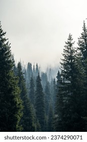 hutan misteri. hutan dalam kabus