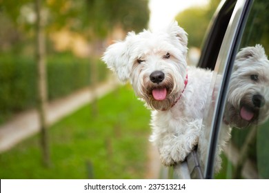 車の窓の外を見ているマルチーズの子犬