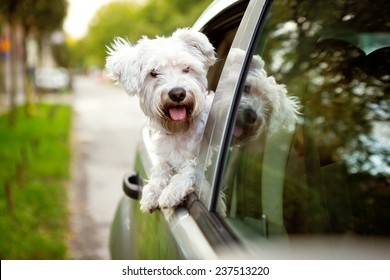 車の窓の外を見て若い犬、マルタの子犬