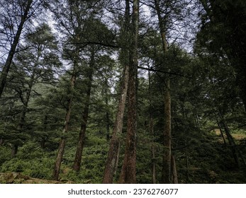 seara în pădure din uttarakhand