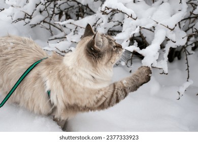 Kucing domestik Neva yang bertopeng dengan tali hijau berdiri di tengah salju sambil bermain dengan kakinya di dahan semak yang tertutup salju.