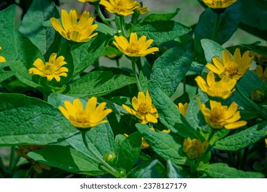 Vibrant yellow flower Melampodium Divaricatum, petals in full bloom, surrounded by green leaves