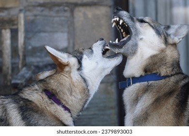 Northern Inuit (left) was the breed used for Dire Wolves in the Game of Thrones and a German Shepherd  Husky cross (right)