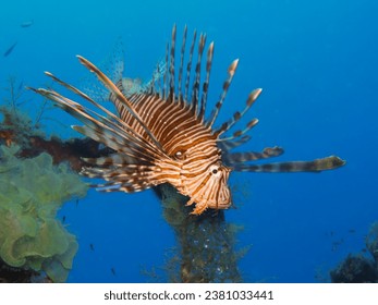 Peixe-leão invasor e perigoso do Chipre