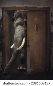 an elephant is stuck in a small door, wants to get out but is confused about which way