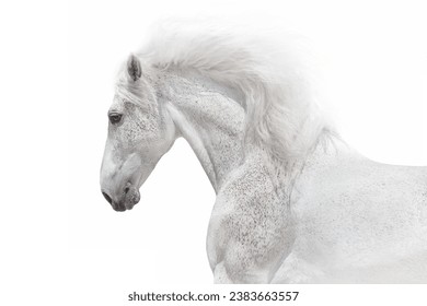 Cavalo andaluz branco em retrato de close-up em alta definição