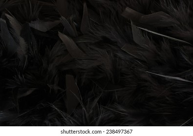 テクスチャ - 黒い羽のクローズ アップ