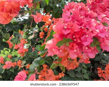 Cvjetovi crvene Bougainvillea spectabilis (velika bugenvilija) s mutnom pozadinom. Pozadina prirode. Bunga kertas.