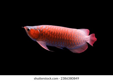 Arowana 4K wallpaper download