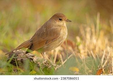 The thrush nightingale (Luscinia luscinia), also known as the sprosser, is a small passerine bird that was formerly classed as a member of the thrush family Turdidae