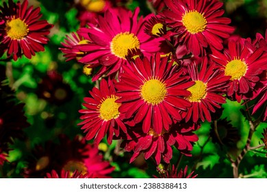 Painted Daisy Robinson s Red, flower or Pyrethrum, Chrysanthemum