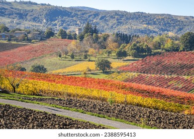 Castelvetro, Modena, Emilia Romagna, Italy. Sunset over the vineyards