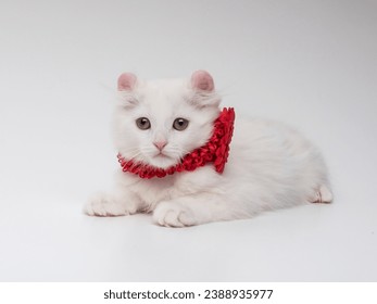 White American Curl kitten in a red collar lies on a white background in the studio