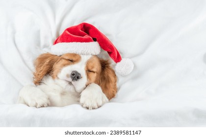 舒适的骑士查理王小猎犬小狗戴着红色圣诞帽，睡在家里的床上的白色毯子下。自上而下的视图。文本的空白处