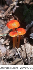 Fungo de folhagem carmesim: um cogumelo decorativo que surge em meio às folhas verdes, transformando-se em um tom vermelho vibrante, cativante com seu caráter encantador.