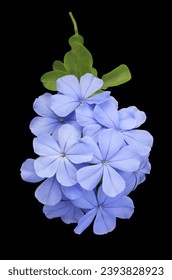 White plumbago or Cape leadwort flowers. Close up blue flowers bunch isolated on black background.