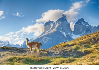 Guanaco a Cuernos del Paine am Chile