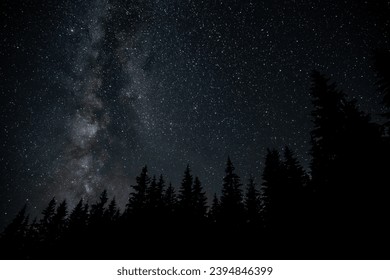 Galaxia de la Vía Láctea sobre el bosque. Fondo de noche estrellada.