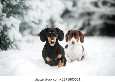 cani bassotti neri e pezzati passeggiata invernale sulla neve bellissime foto invernali di cani