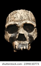 Homoerectus-Schädel - Naturmuseum Freiburg Archäologie Paläontologie