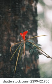 A Flower, Likely To Be Pokemon in Real-world