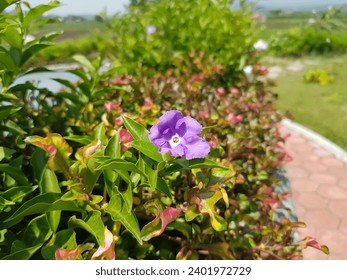 Tufa brunfelsia pauciflora este unică prin faptul că florile sale vor trăi doar trei zile.