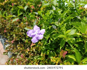 Tufa brunfelsia pauciflora este unică prin faptul că florile sale vor trăi doar trei zile.