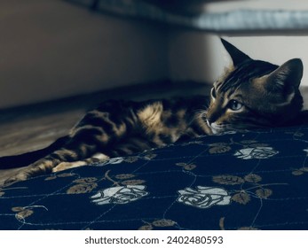 Conoce a Zoro (un gato bengalí exótico)