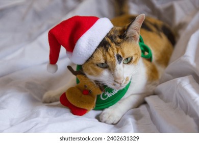 猫在圣诞老人的帽子圣诞节冬天