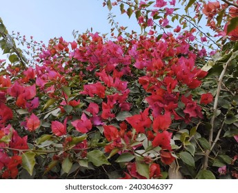 Cvijet bugenvilije. Ružičasta bugenvilija spectabilis. Tapeta s cvijećem. Bougainvillea glabra prekrasan pogled za pozadinu ili pozadinu. Ružičasti cvijet. Pogled izbliza na cvjetanje cvijeta bugenvilije.