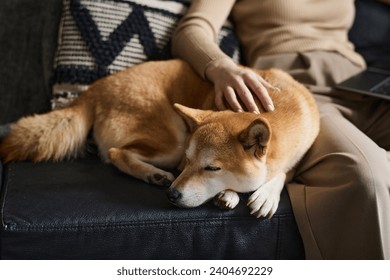 自宅のソファで白人女性の飼い主のそばで眠る柴犬