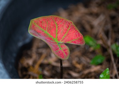 Caladium si riferisce a un genere di piante tropicali note per il loro fogliame colorato