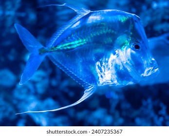 下視魚或 Selene vomer 是一種獵用魚。水箱內閃亮的反光鏡魚。水族館的水下生活。