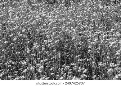 Photography on theme fine wild growing flower mustard on background meadow, photo consisting from wild growing flower mustard to grass meadow, wild growing flower mustard at herb meadow countryside