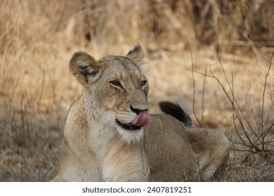 Lioness with a pink tongue, calmly licking its nose, with a soft gaze in the wild.