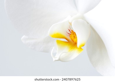 Macro photography of petals of a blooming orchid  phalaenopsis isolated on white background.