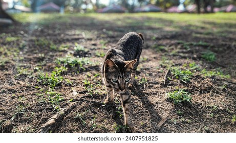 Cat in the Green Grass in Summer. Beautiful Red Cat with Yellow Eyes in Summer Sun Rays Outdoor at Pantai Cempaka, Kuantan Pahang, Malaysia.