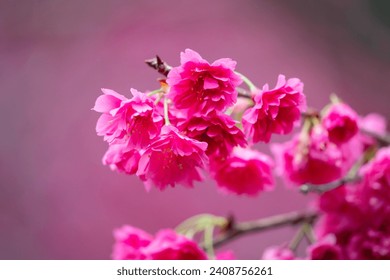 Beautiful Yae Sakura Cherry Blossom blooming in Taiwan in springtime.