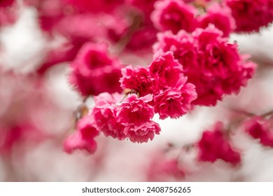 Beautiful Yae Sakura Cherry Blossom blooming in Taiwan in springtime.