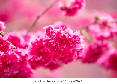Beautiful Yae Sakura Cherry Blossom blooming in Taiwan in springtime.