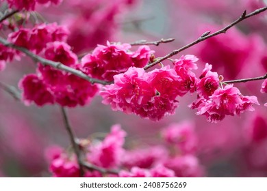 Beautiful Yae Sakura Cherry Blossom blooming in Taiwan in springtime.