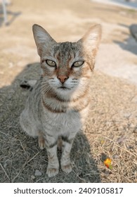 6 de enero de 2024. Una hermosa foto de gato. Esta es mi mascota y se llama Zoro.