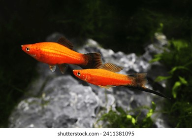 Ein Paar Schafstelzen-Schwertträger (Xiphophorus helleri)