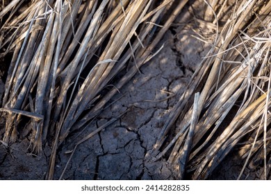 Suelo para la siembra de arroz: Cuando llega la temporada de cosecha, se debe liberar agua de la parcela de siembra de arroz.