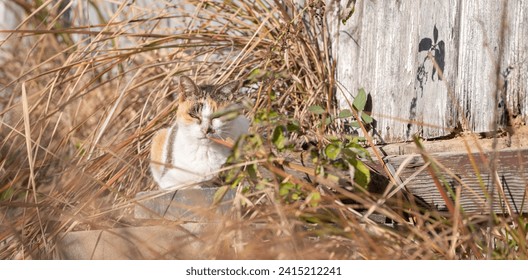 La mirada de un gato mirándote desde la hierba.